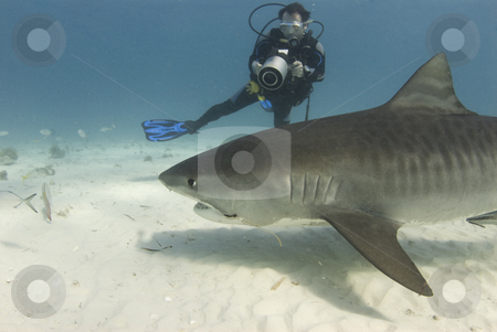 To use this stock image in your creative project, please select the size you need over to the right and click the "Add to Cart" button.
Your downloaded image will come with the Cutcaster watermark removed so don’t worry about the watermark you see on this page. Diver Filming Scavenging Tiger Shark stock photo, A scuba diver films a tiger shark (Galeocerdo cuvier) as she swims past while scavenging for food by A Cotton Photo