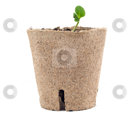 To use this stock image in your creative project, please select the size you need over to the right and click the "Add to Cart" button.
Your downloaded image will come with the Cutcaster watermark removed so don’t worry about the watermark you see on this page. New Growth stock photo, New plant growth is showing in an environment container, isolated against a white background by Richard Nelson