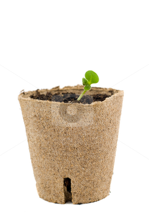 To use this stock image in your creative project, please select the size you need over to the right and click the "Add to Cart" button.
Your downloaded image will come with the Cutcaster watermark removed so don’t worry about the watermark you see on this page. New Life stock photo, New plant growth coming out of a environmental container, isolated against a white background by Richard Nelson