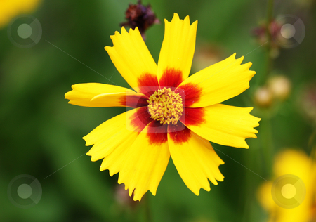Brightly red and yellow flower Brightly red and yellow flower stock photo, Beautiful brightly red and yellow flower on a white background by Christopher Meder