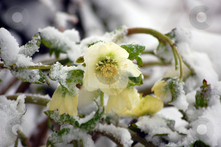 To use this stock image in your creative project, please select the size you need over to the right and click the "Add to Cart" button.
Your downloaded image will come with the Cutcaster watermark removed so don’t worry about the watermark you see on this page. Hellebore Flowers Blooming In Snow stock photo, White hellebore flower, otherwise known as a Christmas Rose is blooming within the snow for an unusual floral photo. by Valerie Garner