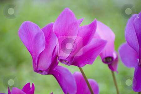 To use this stock image in your creative project, please select the size you need over to the right and click the "Add to Cart" button.
Your downloaded image will come with the Cutcaster watermark removed so don’t worry about the watermark you see on this page. Cyclamen flower stock photo, Beautiful blooming purple cyclamen flower by Desislava Dimitrova