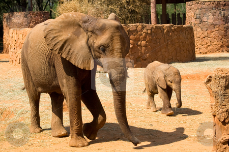 Elephants Elephants stock photo, Elephants, father and child, at Korat Zoo, Thailand. by Pawee Lorsuwannarat
