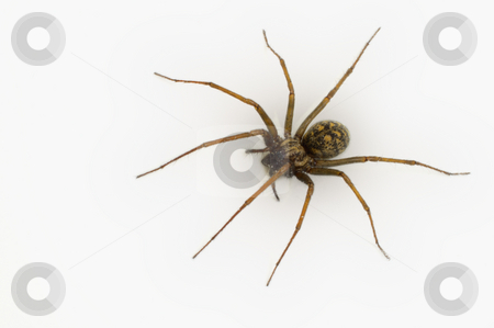 To use this stock image in your creative project, please select the size you need over to the right and click the "Add to Cart" button.
Your downloaded image will come with the Cutcaster watermark removed so don’t worry about the watermark you see on this page. Common House Spider stock photo, A common house spider (Tegenaria gigantea) isolated on white. by Alistair Scott