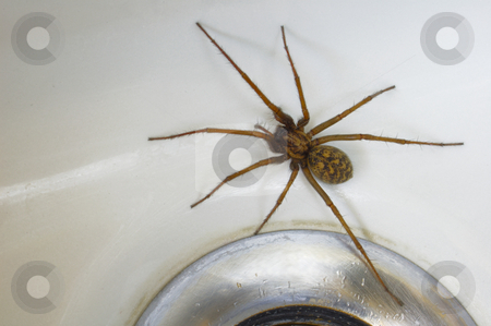 To use this stock image in your creative project, please select the size you need over to the right and click the "Add to Cart" button.
Your downloaded image will come with the Cutcaster watermark removed so don’t worry about the watermark you see on this page. Spider in the bath stock photo, A common house spider (Tegenaria gigantea) trapped in the bath. Space for text on the white of the porcelain. by Alistair Scott