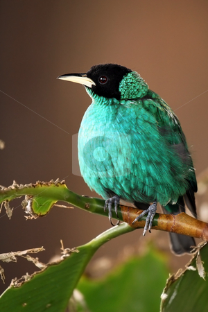 To use this stock image in your creative project, please select the size you need over to the right and click the "Add to Cart" button.
Your downloaded image will come with the Cutcaster watermark removed so don’t worry about the watermark you see on this page. Green Honeycreeper stock photo, Green Honeycreeper against blurred background. by Megan Lorenz