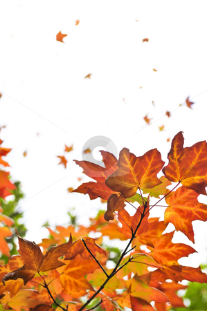 Fall maple leaves background Fall maple leaves background stock photo, Background of fall maple leaves and tree branches by Elena Elisseeva