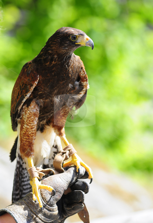 To use this stock image in your creative project, please select the size you need over to the right and click the "Add to Cart" button.
Your downloaded image will come with the Cutcaster watermark removed so don’t worry about the watermark you see on this page. Predator stock photo, Predator bird on hand of owner by Magnus Johansson