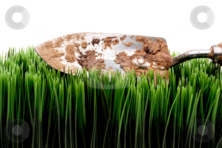 To use this stock image in your creative project, please select the size you need over to the right and click the "Add to Cart" button.
Your downloaded image will come with the Cutcaster watermark removed so don’t worry about the watermark you see on this page. A horizontal view of a dirty garden spade on grass on a white ba stock photo, A horizontal view of a dirty garden spade on grass on a white background by Vince Clements