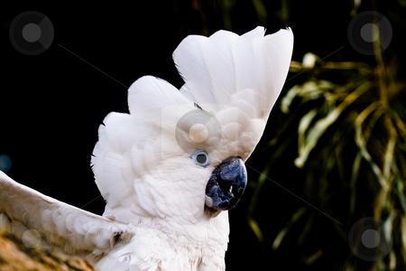 To use this stock image in your creative project, please select the size you need over to the right and click the "Add to Cart" button.
Your downloaded image will come with the Cutcaster watermark removed so don’t worry about the watermark you see on this page. Cockatoo stock photo, Cockatoo by Luca Bertolli