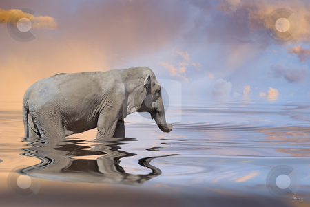 To use this stock image in your creative project, please select the size you need over to the right and click the "Add to Cart" button.
Your downloaded image will come with the Cutcaster watermark removed so don’t worry about the watermark you see on this page. Aquatic world stock photo, Illustration : elephant in an aquatic world by Serge VILLA