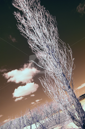 Infrared Landscape Infrared Landscape stock photo, Landscape scene shot with an infrared filter by Vlad Podkhlebnik