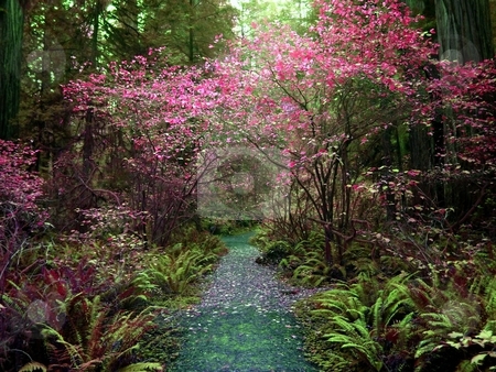 To use this stock image in your creative project, please select the size you need over to the right and click the "Add to Cart" button.
Your downloaded image will come with the Cutcaster watermark removed so don’t worry about the watermark you see on this page. Colorful forest foliage stock photo, Walking path leading through colorful foliage in the forest by Jill Reid