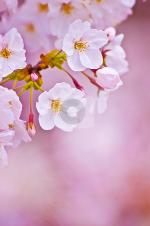 Serenity - Sakura- Serenity - Sakura- stock photo, by Tomo Photography