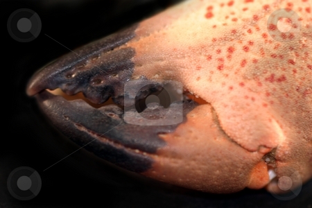To use this stock image in your creative project, please select the size you need over to the right and click the "Add to Cart" button.
Your downloaded image will come with the Cutcaster watermark removed so don’t worry about the watermark you see on this page. Crab Pincer stock photo, Macro shot of a crab pincer on black background by Henrik Lehnerer