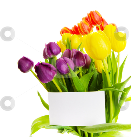 To use this stock image in your creative project, please select the size you need over to the right and click the "Add to Cart" button.
Your downloaded image will come with the Cutcaster watermark removed so don’t worry about the watermark you see on this page. Tulip gift stock photo, Bouquet of tulips with a blank gift card by Steve Mcsweeny