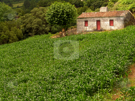 House House stock photo, Farm house with a field of corn in azores by Rui Vale de Sousa