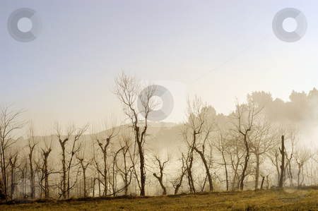 To use this stock image in your creative project, please select the size you need over to the right and click the "Add to Cart" button.
Your downloaded image will come with the Cutcaster watermark removed so don’t worry about the watermark you see on this page. Fog stock photo, Fog trees in autumn by Rui Vale de Sousa
