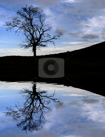 Tree Tree stock photo, Tree in the top of the mountain with water reflection by Rui Vale de Sousa