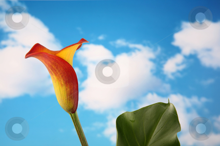 To use this stock image in your creative project, please select the size you need over to the right and click the "Add to Cart" button.
Your downloaded image will come with the Cutcaster watermark removed so don’t worry about the watermark you see on this page. Calla lilly 6 stock photo, Beautiful single orange and yellow calla lilly flower isolated with a cloudy sky background by Stacy Barnett