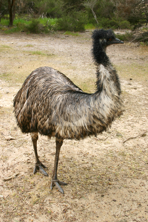 To use this stock image in your creative project, please select the size you need over to the right and click the "Add to Cart" button.
Your downloaded image will come with the Cutcaster watermark removed so don’t worry about the watermark you see on this page. Adult emu (Dromaius novaehollandiae) in South Australia stock photo, Emu (Dromaius novaehollandiae) adult at a farm on Kangaroo Island, South Australia by Stephen Goodwin