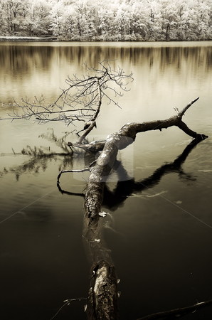 To use this stock image in your creative project, please select the size you need over to the right and click the "Add to Cart" button.
Your downloaded image will come with the Cutcaster watermark removed so don’t worry about the watermark you see on this page. French Creek State Park Branch stock photo, Branch in water at Hopewell Lake. by Eric Lukavsky