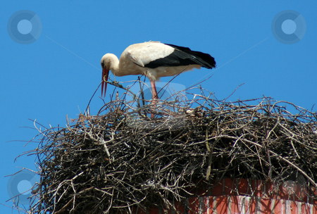 To use this stock image in your creative project, please select the size you need over to the right and click the "Add to Cart" button.
Your downloaded image will come with the Cutcaster watermark removed so don’t worry about the watermark you see on this page. Stork stock photo, A mother stork bird on a chimeny by Marc Torrell
