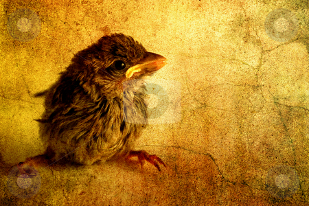 To use this stock image in your creative project, please select the size you need over to the right and click the "Add to Cart" button.
Your downloaded image will come with the Cutcaster watermark removed so don’t worry about the watermark you see on this page. Little bird stock photo, Little bird by Christophe Rolland