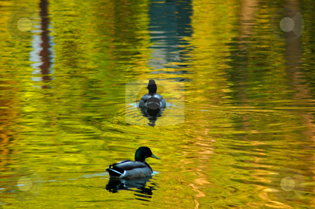 To use this stock image in your creative project, please select the size you need over to the right and click the "Add to Cart" button.
Your downloaded image will come with the Cutcaster watermark removed so don’t worry about the watermark you see on this page. Pond stock photo, Two dacks on like surface in sunset light by Pavel Cheiko