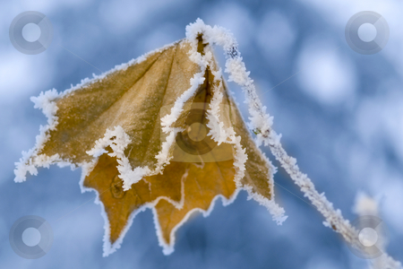 To use this stock image in your creative project, please select the size you need over to the right and click the "Add to Cart" button.
Your downloaded image will come with the Cutcaster watermark removed so don’t worry about the watermark you see on this page. Frozen Leaf. stock photo, Frozen leaf with crystals on tree branch closeup. by Borislav Stefanov