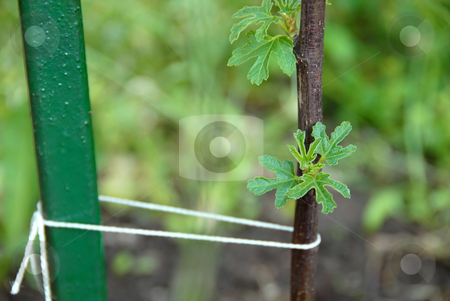 To use this stock image in your creative project, please select the size you need over to the right and click the "Add to Cart" button.
Your downloaded image will come with the Cutcaster watermark removed so don’t worry about the watermark you see on this page. Young fig tree stock photo, Growing fig tree leaves on young tree by Julija Sapic