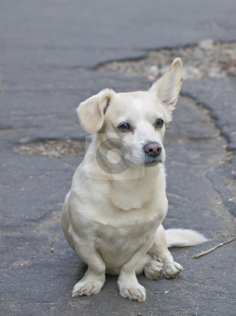 To use this stock image in your creative project, please select the size you need over to the right and click the "Add to Cart" button.
Your downloaded image will come with the Cutcaster watermark removed so don’t worry about the watermark you see on this page. Mongrel dog stock photo, Lonely mongrel dog sitting on the road by Sergej Razvodovskij