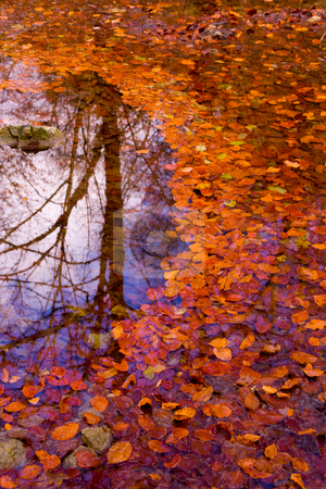 Autumn leaves on the water Autumn leaves on the water stock photo, Autumn leaves on the water by Christophe Rolland