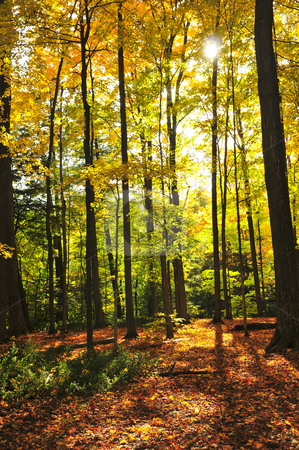 To use this stock image in your creative project, please select the size you need over to the right and click the "Add to Cart" button.
Your downloaded image will come with the Cutcaster watermark removed so don’t worry about the watermark you see on this page. Fall forest stock photo, Colorful fall forest on a warm autumn day by Elena Elisseeva