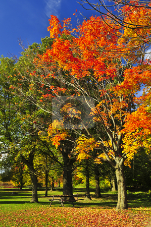 To use this stock image in your creative project, please select the size you need over to the right and click the "Add to Cart" button.
Your downloaded image will come with the Cutcaster watermark removed so don’t worry about the watermark you see on this page. Autumn trees stock photo, Group of colorful trees in autumn park by Elena Elisseeva