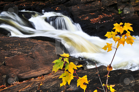To use this stock image in your creative project, please select the size you need over to the right and click the "Add to Cart" button.
Your downloaded image will come with the Cutcaster watermark removed so don’t worry about the watermark you see on this page. Forest river in the fall stock photo, Forest river in the fall. Algonquin provincial park, Canada. by Elena Elisseeva