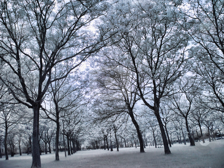 To use this stock image in your creative project, please select the size you need over to the right and click the "Add to Cart" button.
Your downloaded image will come with the Cutcaster watermark removed so don’t worry about the watermark you see on this page. Infrared forest stock photo, Infrared picture of a beautiful forest by Laurent Dambies