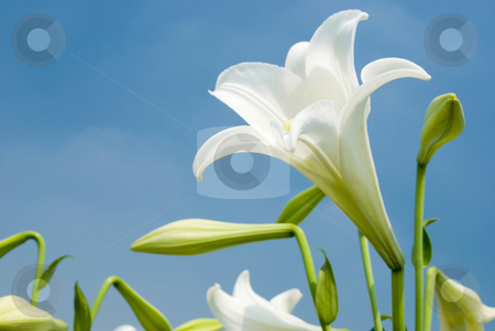 To use this stock image in your creative project, please select the size you need over to the right and click the "Add to Cart" button.
Your downloaded image will come with the Cutcaster watermark removed so don’t worry about the watermark you see on this page. White lily stock photo, White lily in the field by Lawren