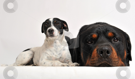 To use this stock image in your creative project, please select the size you need over to the right and click the "Add to Cart" button.
Your downloaded image will come with the Cutcaster watermark removed so don’t worry about the watermark you see on this page. Rottweiler and jack russel terrier stock photo, Two friends dogs: rottweiler and jack russel terrier by Bonzami Emmanuelle