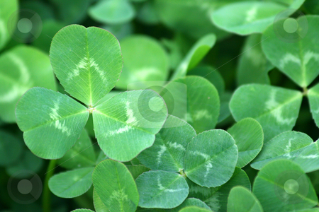 To use this stock image in your creative project, please select the size you need over to the right and click the "Add to Cart" button.
Your downloaded image will come with the Cutcaster watermark removed so don’t worry about the watermark you see on this page. Green clover patch stock photo, A background of a green clover patch close-up by Brandon Seidel