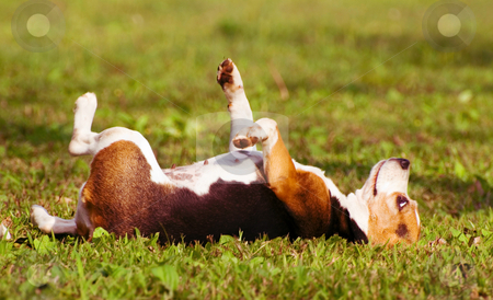 To use this stock image in your creative project, please select the size you need over to the right and click the "Add to Cart" button.
Your downloaded image will come with the Cutcaster watermark removed so don’t worry about the watermark you see on this page. Day Dreams of a dog, on grass stock photo, The dog lie on grass and dreaming by Lawren