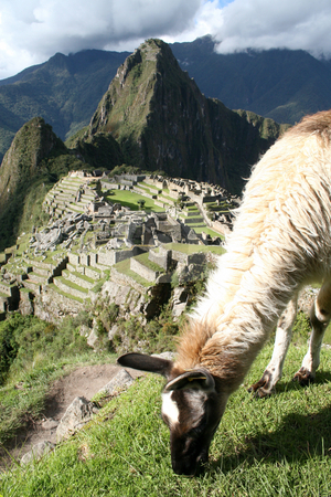 Lama Grazing Above Machu Picchu Lama Grazing Above Machu Picchu stock photo, A lama grazing above Machu Picchu in Peru by Philip Muller