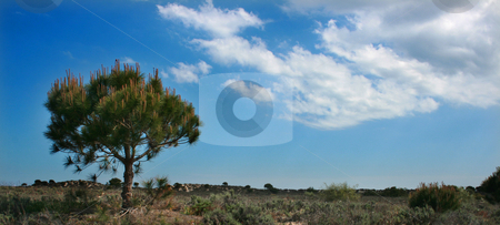 To use this stock image in your creative project, please select the size you need over to the right and click the "Add to Cart" button.
Your downloaded image will come with the Cutcaster watermark removed so don’t worry about the watermark you see on this page. Tree stock photo, Tree alone on an island meadow by Marc Torrell