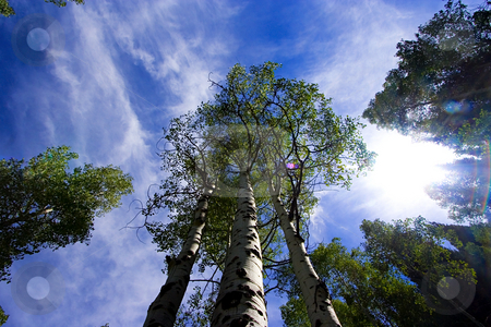 To use this stock image in your creative project, please select the size you need over to the right and click the "Add to Cart" button.
Your downloaded image will come with the Cutcaster watermark removed so don’t worry about the watermark you see on this page. Looking up in the Skies with Trees stock photo, Sky with Trees surrounding by Mehmet Dilsiz