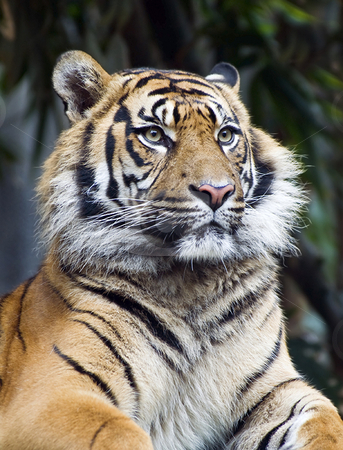 To use this stock image in your creative project, please select the size you need over to the right and click the "Add to Cart" button.
Your downloaded image will come with the Cutcaster watermark removed so don’t worry about the watermark you see on this page. Portrait of a serious tiger stock photo, A high ISO shot (1600) of a very serious Tiger by Robin Ducker