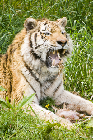 To use this stock image in your creative project, please select the size you need over to the right and click the "Add to Cart" button.
Your downloaded image will come with the Cutcaster watermark removed so don’t worry about the watermark you see on this page. Amur Tiger stock photo, Closeup of Amur Tiger (Panthera tigris altaica) by Stephen Meese