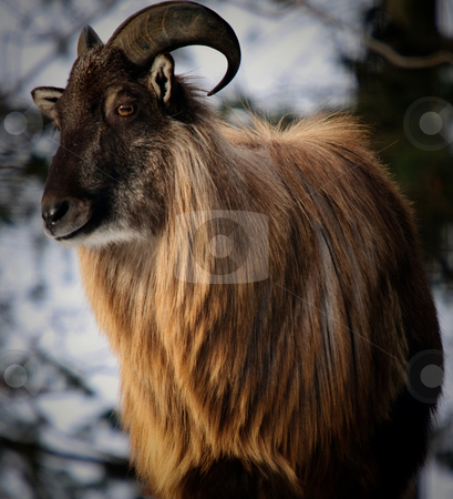 To use this stock image in your creative project, please select the size you need over to the right and click the "Add to Cart" button.
Your downloaded image will come with the Cutcaster watermark removed so don’t worry about the watermark you see on this page. Himalayan Tahr stock photo, An Himalayan Tahr in a Winter mountain environment by Alain Turgeon