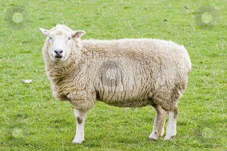 To use this stock image in your creative project, please select the size you need over to the right and click the "Add to Cart" button.
Your downloaded image will come with the Cutcaster watermark removed so don’t worry about the watermark you see on this page. Female Sheep stock photo, Female Sheep in the Peak District National Park by Stephen Meese