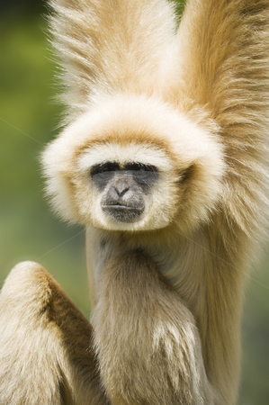 To use this stock image in your creative project, please select the size you need over to the right and click the "Add to Cart" button.
Your downloaded image will come with the Cutcaster watermark removed so don’t worry about the watermark you see on this page. White Handed Gibbon stock photo, Close up of a White Handed Gibbon (Hylobates lar) by Stephen Meese