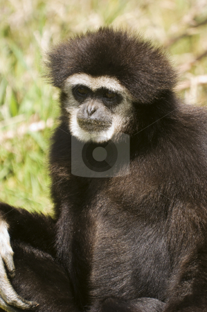 White Handed Gibbon White Handed Gibbon stock photo, Close up of a White Handed Gibbon (Hylobates lar) by Stephen Meese